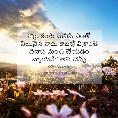 Picture 07 - మత్తయి 12:12 TELIRV - గొర్రె కంటే మనిషి - Bible Verse Picture