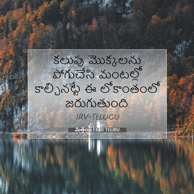Picture 07 - మత్తయి 13:40 TELIRV - కలుపు మొక్కలను - Bible Verse Picture