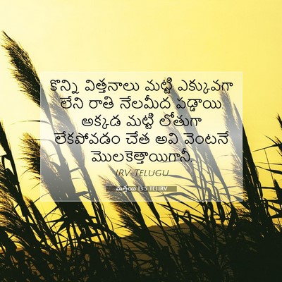 Picture 07 - మత్తయి 13:5 TELIRV - కొన్ని విత్తనాలు - Bible Verse Picture