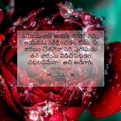 Picture 07 - మత్తయి 19:3 TELIRV - పరిసయ్యులు ఆయన - Bible Verse Picture