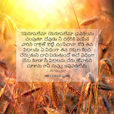 Picture 07 - మత్తయి 23:37 TELIRV - “యెరూషలేమా, - Bible Verse Picture