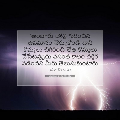 Picture 07 - మత్తయి 24:32 TELIRV - “అంజూరు చెట్టు - Bible Verse Picture
