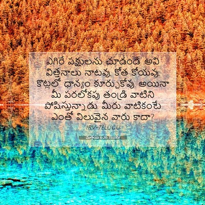 Picture 07 - మత్తయి 6:26 TELIRV - ఎగిరే పక్షులను - Bible Verse Picture