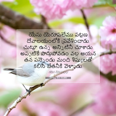 Picture 07 - మార్కు 11:11 TELIRV - యేసు యెరూషలేము - Bible Verse Picture
