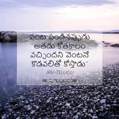 Picture 07 - మార్కు 4:29 TELIRV - పంట పండినప్పుడు - Bible Verse Picture