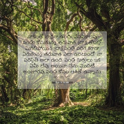 Picture 07 - మీకా 7:1 TELIRV - నాకెంతో బాధగా - Bible Verse Picture