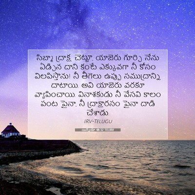 Picture 07 - యిర్మీయా 48:32 TELIRV - సిబ్మా ద్రాక్ష - Bible Verse Picture