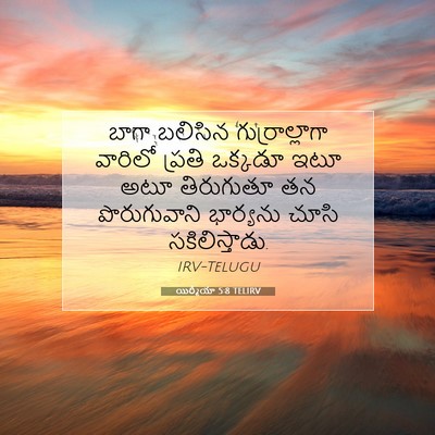 Picture 07 - యిర్మీయా 5:8 TELIRV - బాగా బలిసిన - Bible Verse Picture