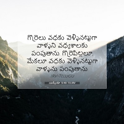 Picture 07 - యిర్మీయా 51:40 TELIRV - గొర్రెలు వధకు - Bible Verse Picture