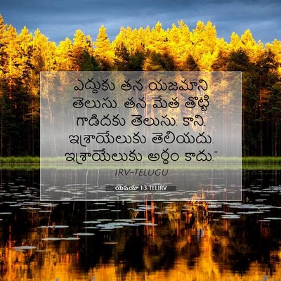Picture 07 - యెషయా 1:3 TELIRV - ఎద్దుకు తన యజమాని - Bible Verse Picture