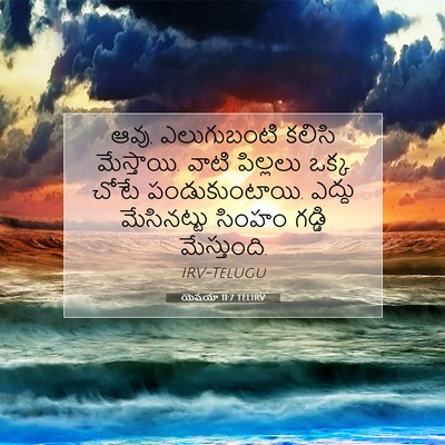 Picture 07 - యెషయా 11:7 TELIRV - ఆవు, ఎలుగుబంటి - Bible Verse Picture