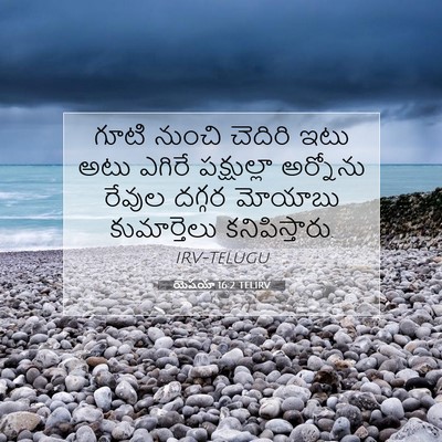 Picture 07 - యెషయా 16:2 TELIRV - గూటి నుంచి చెదిరి - Bible Verse Picture