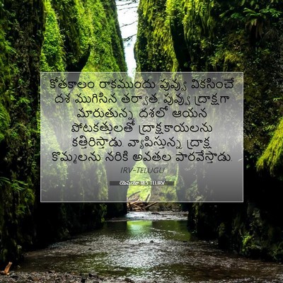 Picture 07 - యెషయా 18:5 TELIRV - కోతకాలం రాకముందు - Bible Verse Picture