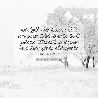 Picture 07 - యెషయా 19:10 TELIRV - ఐగుప్తులో నేత - Bible Verse Picture