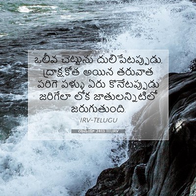 Picture 07 - యెషయా 24:13 TELIRV - ఒలీవ చెట్టును - Bible Verse Picture