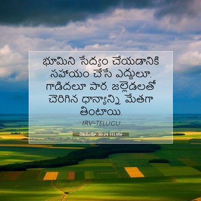 Picture 07 - యెషయా 30:24 TELIRV - భూమిని సేద్యం - Bible Verse Picture