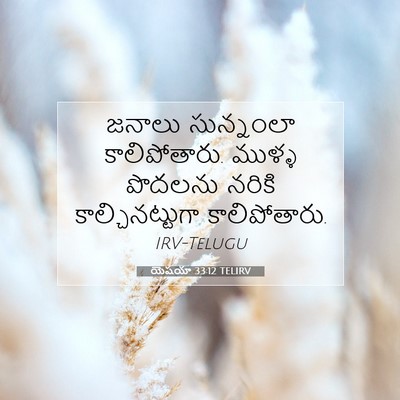 Picture 07 - యెషయా 33:12 TELIRV - జనాలు సున్నంలా - Bible Verse Picture