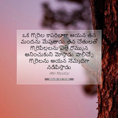 Picture 07 - యెషయా 40:11 TELIRV - ఒక గొర్రెల - Bible Verse Picture