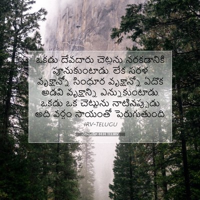 Picture 07 - యెషయా 44:14 TELIRV - ఒకడు దేవదారు - Bible Verse Picture