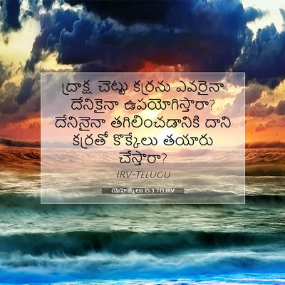 Picture 07 - యెహెజ్కేలు 15:3 TELIRV - ద్రాక్ష చెట్టు - Bible Verse Picture