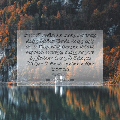 Picture 07 - యెహెజ్కేలు 16:7 TELIRV - పొలంలో నాటిన ఒక - Bible Verse Picture