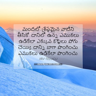 Picture 07 - యెహెజ్కేలు 24:5 TELIRV - మందలో శ్రేష్ఠమైన - Bible Verse Picture