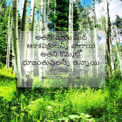 Picture 07 - యెహెజ్కేలు 31:13 TELIRV - అతని మోడు మీద - Bible Verse Picture
