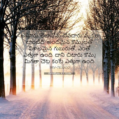Picture 07 - యెహెజ్కేలు 31:3 TELIRV - అష్షూరు లెబానోను - Bible Verse Picture