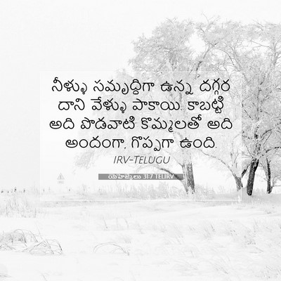 Picture 07 - యెహెజ్కేలు 31:7 TELIRV - నీళ్ళు సమృద్ధిగా - Bible Verse Picture
