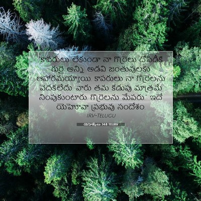 Picture 07 - యెహెజ్కేలు 34:8 TELIRV - “కాపరులు లేకుండా - Bible Verse Picture