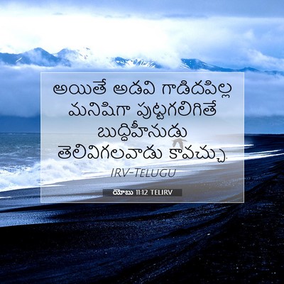 Picture 07 - యోబు 11:12 TELIRV - అయితే అడవి - Bible Verse Picture