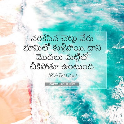 Picture 07 - యోబు 14:8 TELIRV - నరికేసిన చెట్టు - Bible Verse Picture