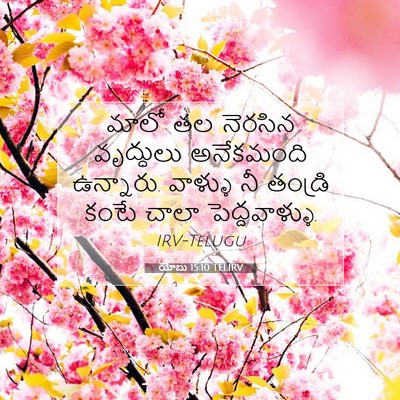 Picture 07 - యోబు 15:10 TELIRV - మాలో తల నెరసిన - Bible Verse Picture