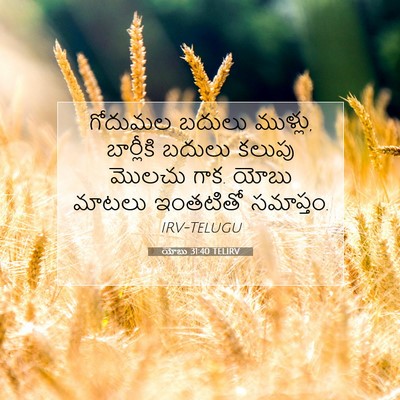 Picture 07 - యోబు 31:40 TELIRV - గోదుమల బదులు - Bible Verse Picture