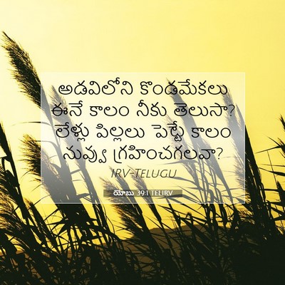 Picture 07 - యోబు 39:1 TELIRV - అడవిలోని - Bible Verse Picture
