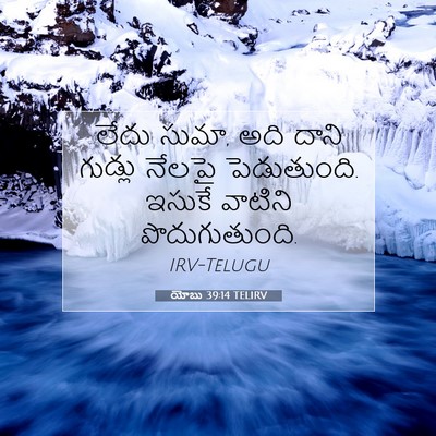 Picture 07 - యోబు 39:14 TELIRV - లేదు సుమా, అది దాని - Bible Verse Picture