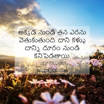 Picture 07 - యోబు 39:29 TELIRV - అక్కడ నుండి తన - Bible Verse Picture