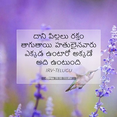 Picture 07 - యోబు 39:30 TELIRV - దాని పిల్లలు - Bible Verse Picture