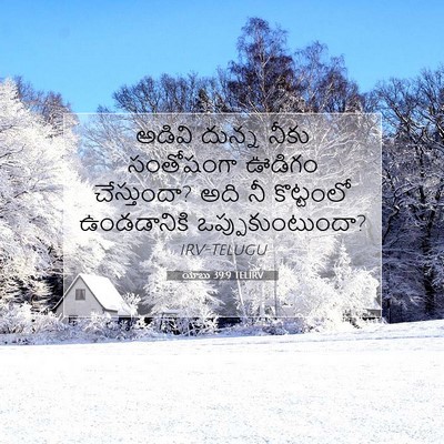 Picture 07 - యోబు 39:9 TELIRV - అడివి దున్న నీకు - Bible Verse Picture