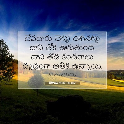 Picture 07 - యోబు 40:17 TELIRV - దేవదారు చెట్టు - Bible Verse Picture