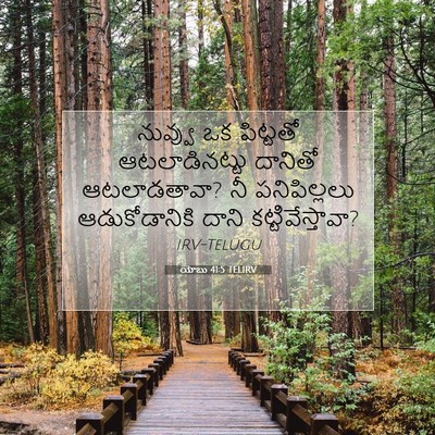Picture 07 - యోబు 41:5 TELIRV - నువ్వు ఒక పిట్టతో - Bible Verse Picture