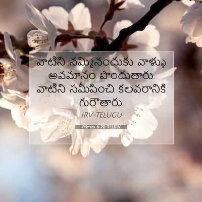 Picture 07 - యోబు 6:20 TELIRV - వాటిని - Bible Verse Picture