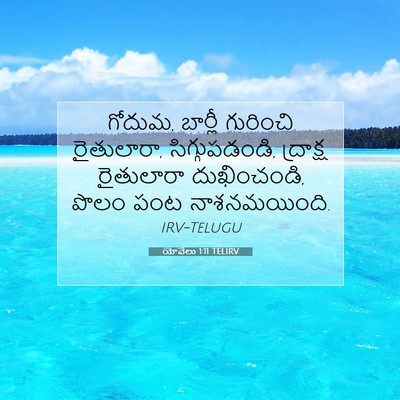 Picture 07 - యోవేలు 1:11 TELIRV - గోదుమ, బార్లీ - Bible Verse Picture