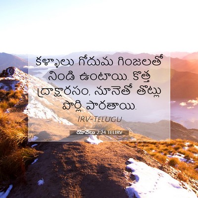 Picture 07 - యోవేలు 2:24 TELIRV - కళ్ళాలు గోదుమ - Bible Verse Picture