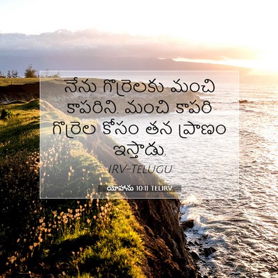 Picture 07 - యోహాను 10:11 TELIRV - నేను గొర్రెలకు - Bible Verse Picture
