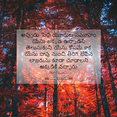Picture 07 - యోహాను 12:9 TELIRV - అప్పుడు పెద్ద - Bible Verse Picture