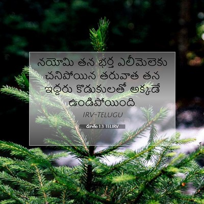 Picture 07 - రూతు 1:3 TELIRV - నయోమి తన భర్త - Bible Verse Picture