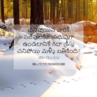 Picture 07 - రోమీయులకు 14:9 TELIRV - చనిపోయిన వారికీ - Bible Verse Picture