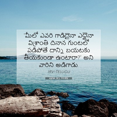 Picture 07 - లూకా 14:5 TELIRV - “మీలో ఎవరి - Bible Verse Picture