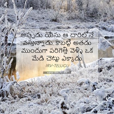 Picture 07 - లూకా 19:4 TELIRV - అప్పుడు యేసు ఆ - Bible Verse Picture